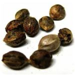 Семена марихуаны АК-47  (Seeds AK-47) в Петрозаводске